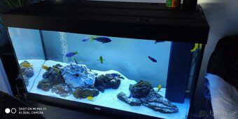 Akvarium JUWEL Rio 300 - 350 litrů + ryby Tlamovec 40kusů - 3