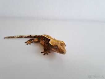 pagekon řasnatý samec - 3