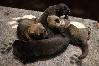 Německý ovčák štěňata s PP ❤️ - 3