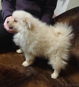 Štěňátko špic pomeranian - 3