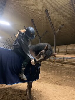 Hledám pronájem kone - 3