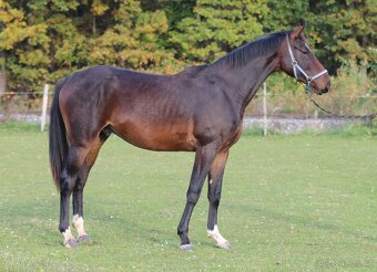 Koně přímo od chovatele - 3