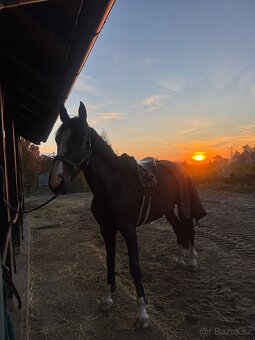 6 letá klisna Belgického teplokrevníka - 3