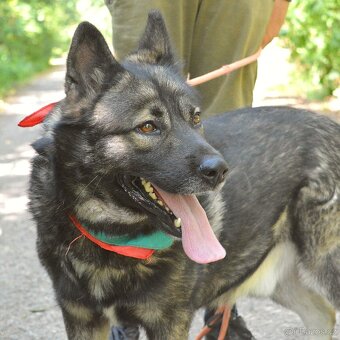 🐾 SIMBAD – energický hrdina s velkým srdcem - 3