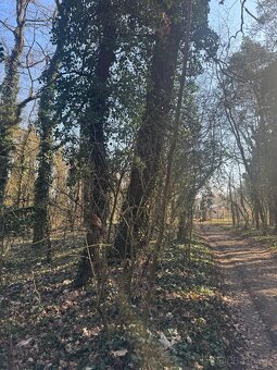 Prodej lesního pozemku k.ú. Kolín - 3