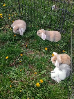 Zakrslý králíček beranek - 3