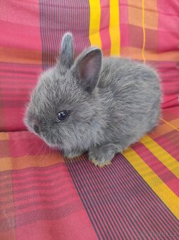 Zakrslý králík modrý - 3