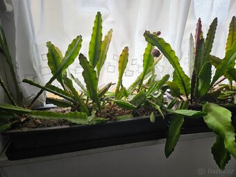 Epiphyllum ackermannii - 3