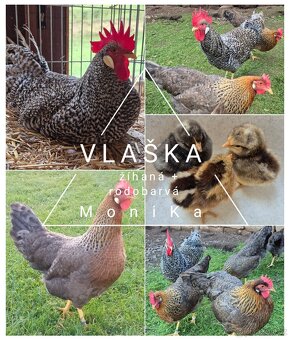Násadová vajíčka - čistá plemena - 3
