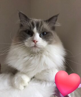 Krásný Ragdoll na krytí - 3