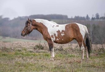 Huculská klisna, hucul, homozygotní Tobiano, pony, malý kůň - 3