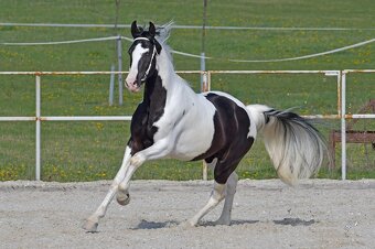 Barokní pinto homozygotní hřebec - připouštění - 3
