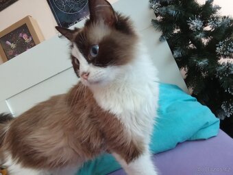 Ragdoll kočička bez pp - 3