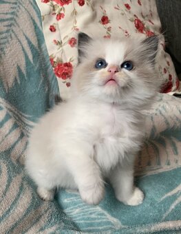 ❤️❤️Nádherná kočička Ragdoll s PP - 3
