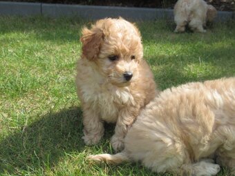 Maltipoo štěňátka - 3