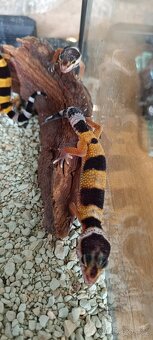 Gekončík noční (Eublepharis macularius) - 3
