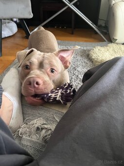 ‘Lovecky’ american bully - 3