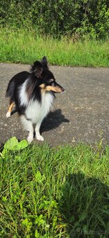 Sheltie - ke krytí - 3