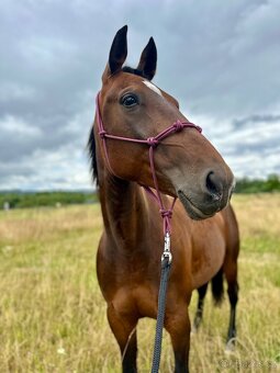 Klisna / Klusák / 7let / Prodej - 3