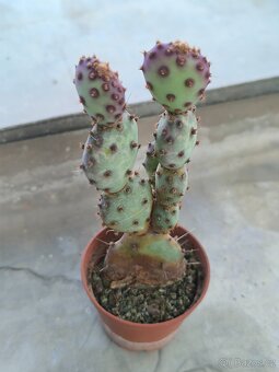 Sukulenty a kaktusy - 3