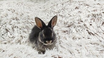 Zakrslý králík, králíček- (REX) DAISY - 3