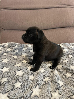 Stafordšírský bulteriér s PP - 3