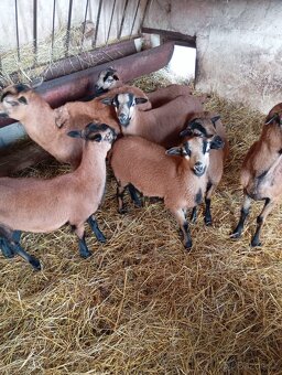 Kamerunská jehňata - 3