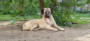 Kangalský pastevecký pes - 3