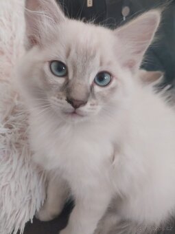 Ragdoll koťátka - 3