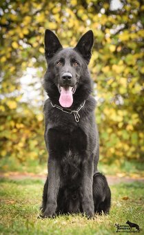 Německý ovčák štěńata celočerná a vlkošedá odběr ihned - 3