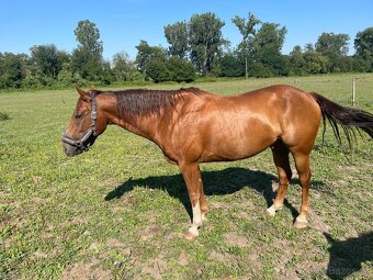 QH,quarter horse,paint horse,PH,APH - 3