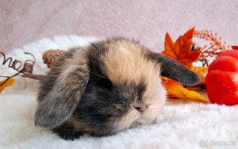 🥰Luxusni minilop 🥰 - 3