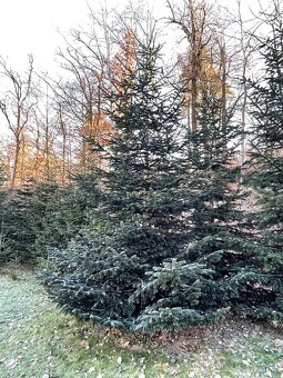 Jedle kavkazská - vánoční stromek - 3