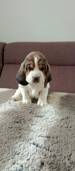 Basset hound - 3