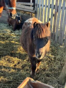 Shetlandský pony - hříbata - 3