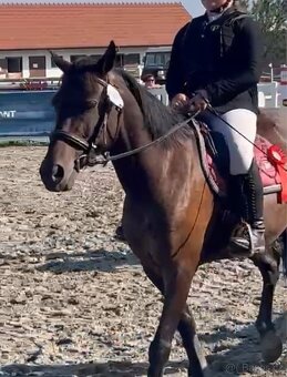 Top WpB pony klisna do sportu i k dětem - 3