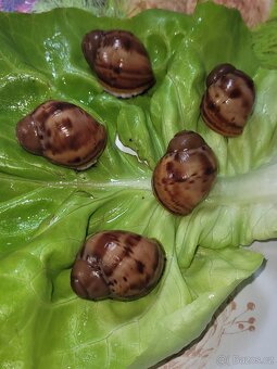 Archachatina marginata ovum albino body - 3