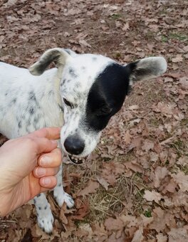 LAKY K ADOPCI - malý usměvavý mazel - 3