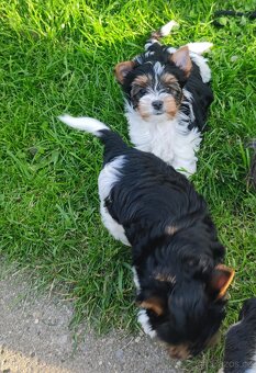 Biewer Yorkshire(jork)terier-fenky s PP - 3