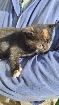 Dvě kočičí slečny hledají milující domov 🏡🐾 - 3