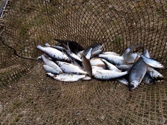 Nástražní rybičky - plotice, perlíny a karase - 3