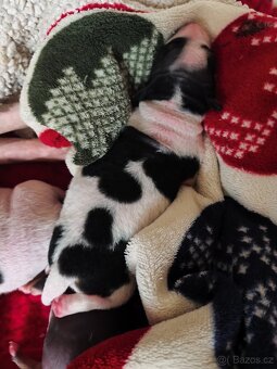 Americký bezsrstý teriér štěňata - 3