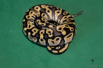 Krajta královská/python regius - 3