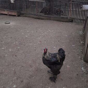 Kohouti brahmanky - 3