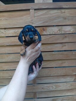 Trpasličí jezevčík - 3