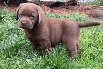 Labradorský retrívr s PP čokoládová štěňátka - 3