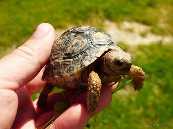 Želva pardálí (Stigmochelys pardalis) - 3