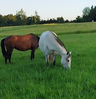 Lusitano kobyla - 3
