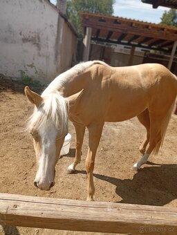 klisna QH - 3