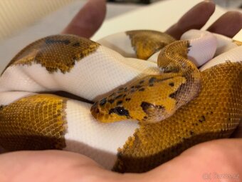 Krajta Královská - Pastel Piebald Clown - 3